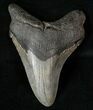 South Carolina Megalodon Tooth #15527-1